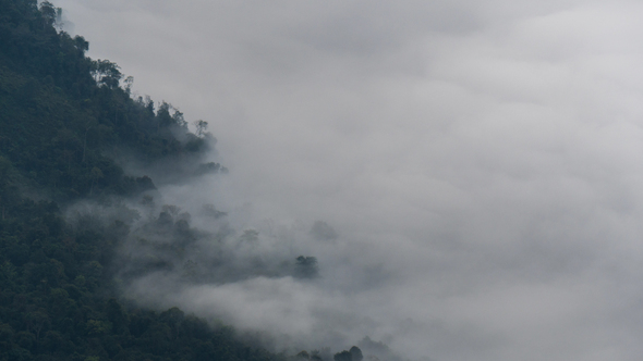 Mist Over Forest