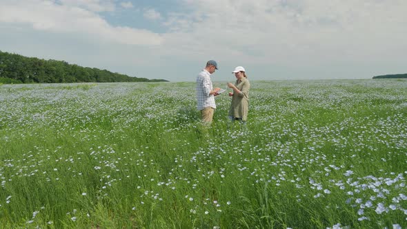 Farmers Work with Digital Tablet in a Blossoming Flax Field