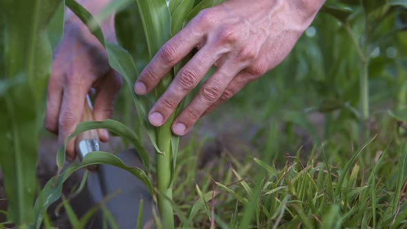 A farmer transplants corn in an agricultural field.