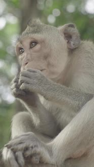 Monkey Closeup in Cambodia Vertical Video