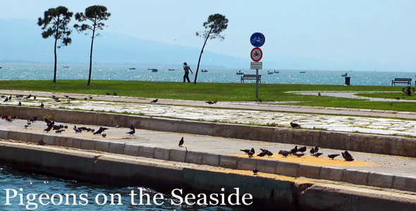 Pigeons On The Seaside