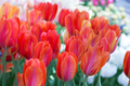 Background of colorful fresh tulips - PhotoDune Item for Sale