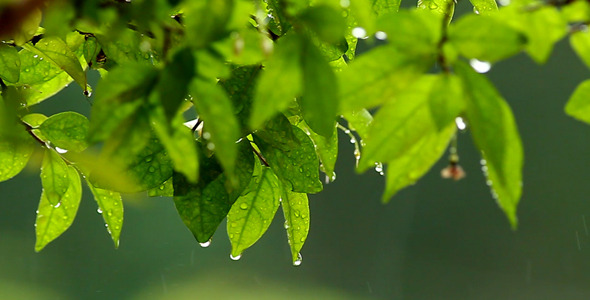 Green Leaves In The Rain Slow Motion