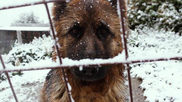 Dog Barking in the Snow.