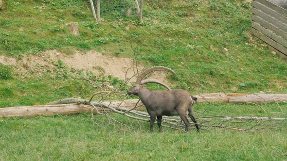 Wild Mountain Ibex Itches Horns