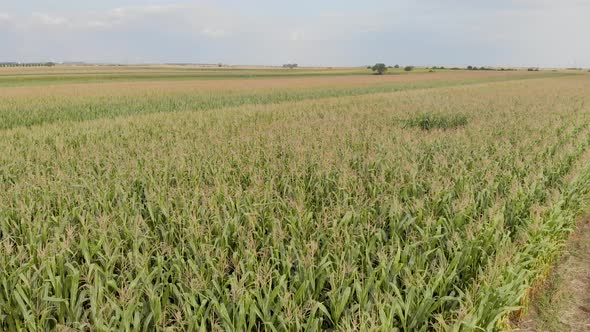 Aerial drone footage of corn and agriculture fields.