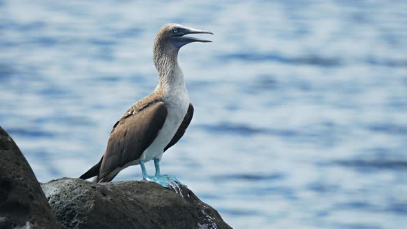 close up of a blue-footed booby on isla lobos in the galalagos