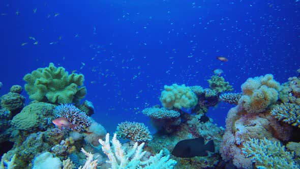 Underwater World Coral Fish Reef