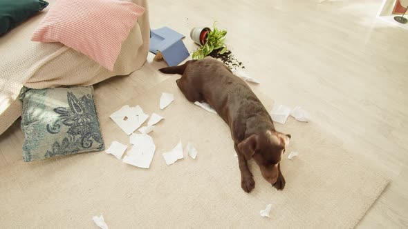 Naughty Labrador Dog Portrait