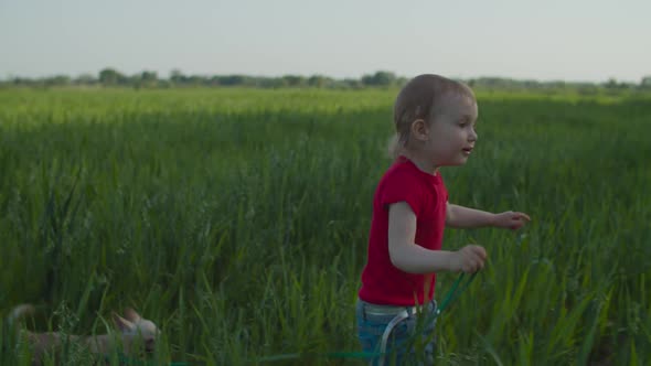 Cute Baby Girl Walking Chihuahua Dog in Field