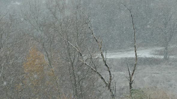 It's Snowing And Snow Covers Branches Of Trees And Ground