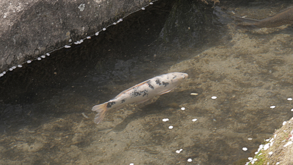 Fish In Pond