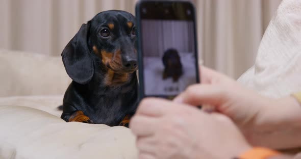 Person Takes Series of Pictures of Cute Dachshund Puppy Who Obediently Poses on Bed at Home