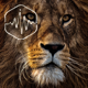 Lion Gnarls - AudioJungle Item for Sale