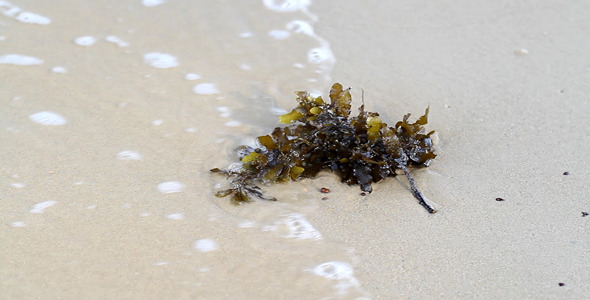 Seaweed On The Beach I - Close-up