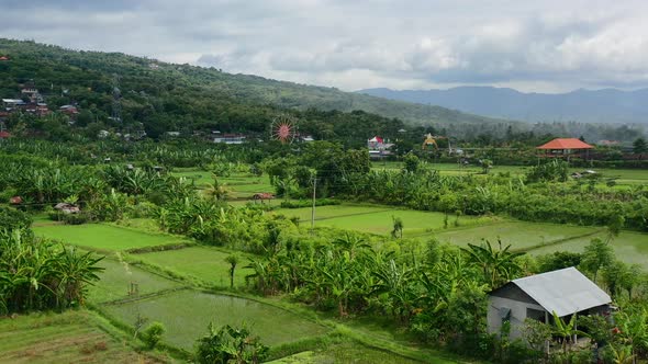 tropical rural rice field farm in north bali on sunny day with ferris wheel amusement park in distan