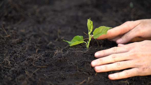 Woman Hand Growing the Plant