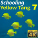 Schooling Yellow Tang 7 - VideoHive Item for Sale