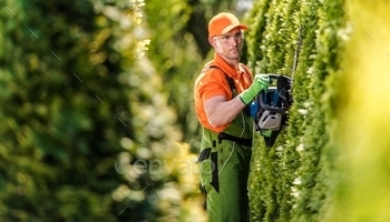 ne Hedge Trimmer Shaping Wall of Thujas in a Garden.