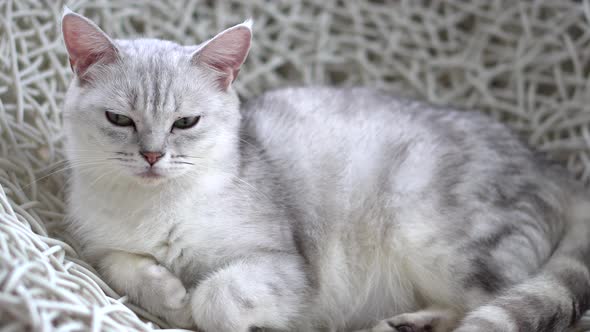 Cute Scottish Cat Lying And Sleeping On Chair