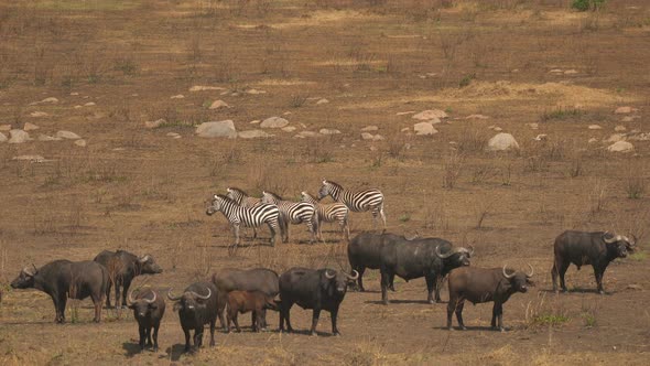 Zebras and a Buffalo herd in Masai Mara