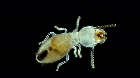 Termite (Isoptera) Reticulitermes Speratus Under a Microscope, Family Rhinotermitidae