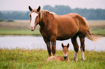 緑の牧草地Nで放牧している大人の茶色の馬と子馬の若い馬 / Photodune, Misc