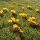 Crocus in Spring - VideoHive Item for Sale