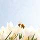Bee on Crocus - VideoHive Item for Sale