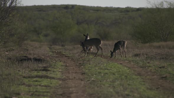 whitetail deer in texas