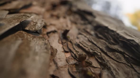 Small Brown Ant Crawls Fast Along Pine Tree Trunk in Forest