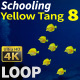 Schooling Yellow Tang 8 - VideoHive Item for Sale