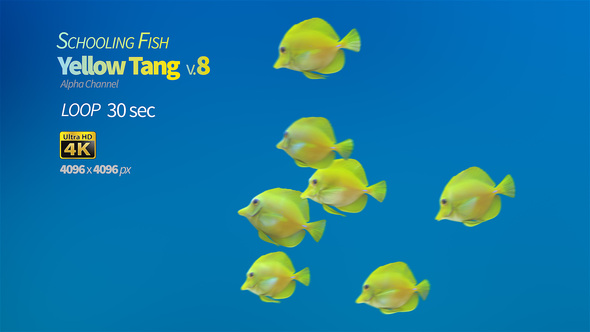 Schooling Yellow Tang 8