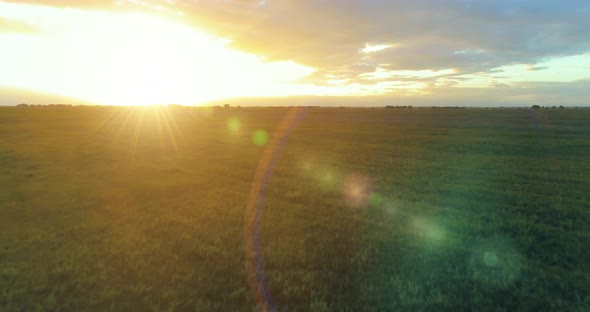 Flight Above Rural Summer Landscape with Endless Yellow Field at Sunny Summer Evening