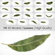 19 Model of Leaves - Very high quality - 3DOcean Item for Sale