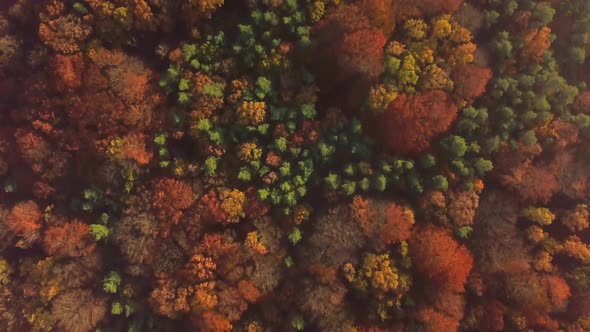 Top Down Video with Autumnal Trees in Forest