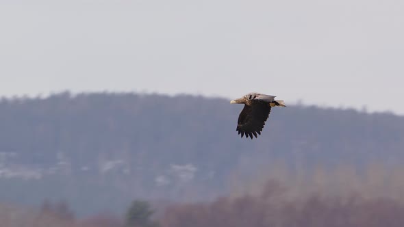 White-tailed sea eagle flying over a forest in Sweden, wide shot