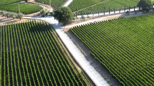 Sunny Vineyard Fields in Urla Turkey