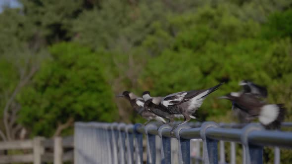 Magpies on a railing fly away.