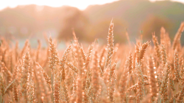 Romantic Golden Grain Field in Sunset