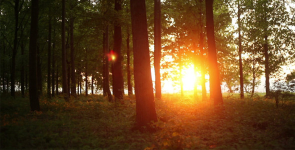 Sunset In The Forest Time Lapse