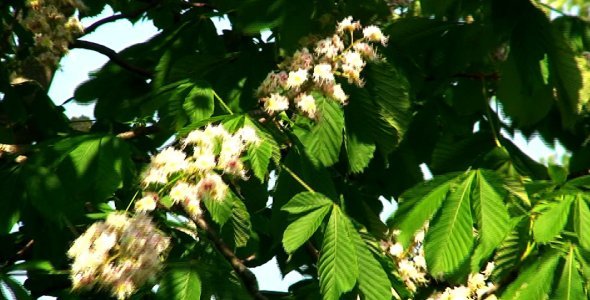 Chestnut Blossoms