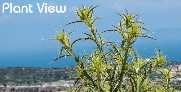 Plant View