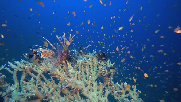 Coral Reef Marine Life Lionfish