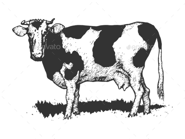 Cow Rural Farm Animal Sketch Engraving Vector
