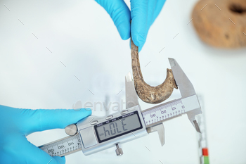 Archaeologist Measuring Ancient Hook with Digital Caliper