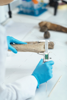 Archeology Scientists Measuring Prehistoric Antler Tool with Caliper in Laboratory