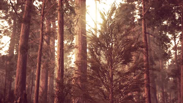 Giant Sequoias in Redwood Forest