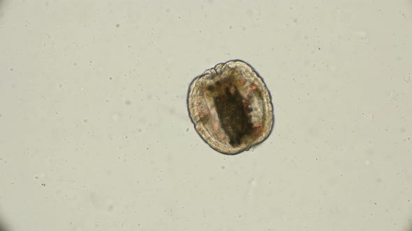 Egg, Cocoon of the Worm Tubifex Tubifex