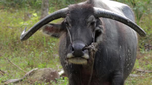 A Water Buffalo with long horns flapping it's ears and swaying it's tail to ward off flies and mosqu